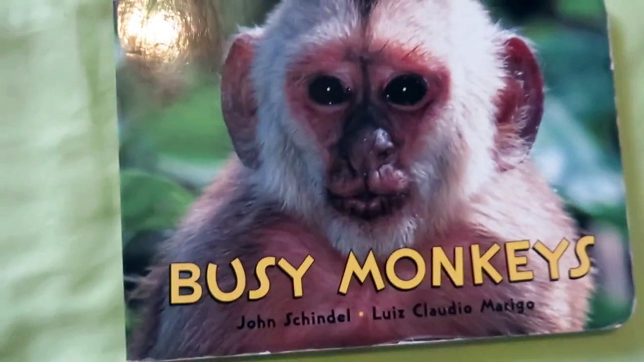 READ ALOUD Busy Monkeys by John Schindel & Luiz Claudio Marigo