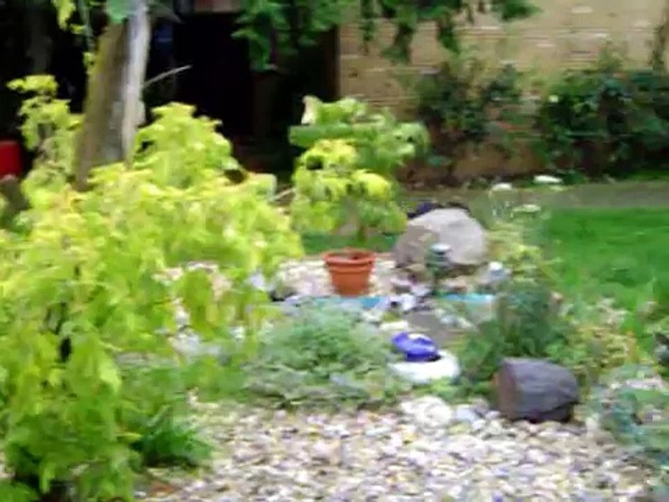 Nothing but my Dobermann