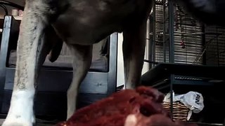 Marley pitbull/lab mix eating beefheart