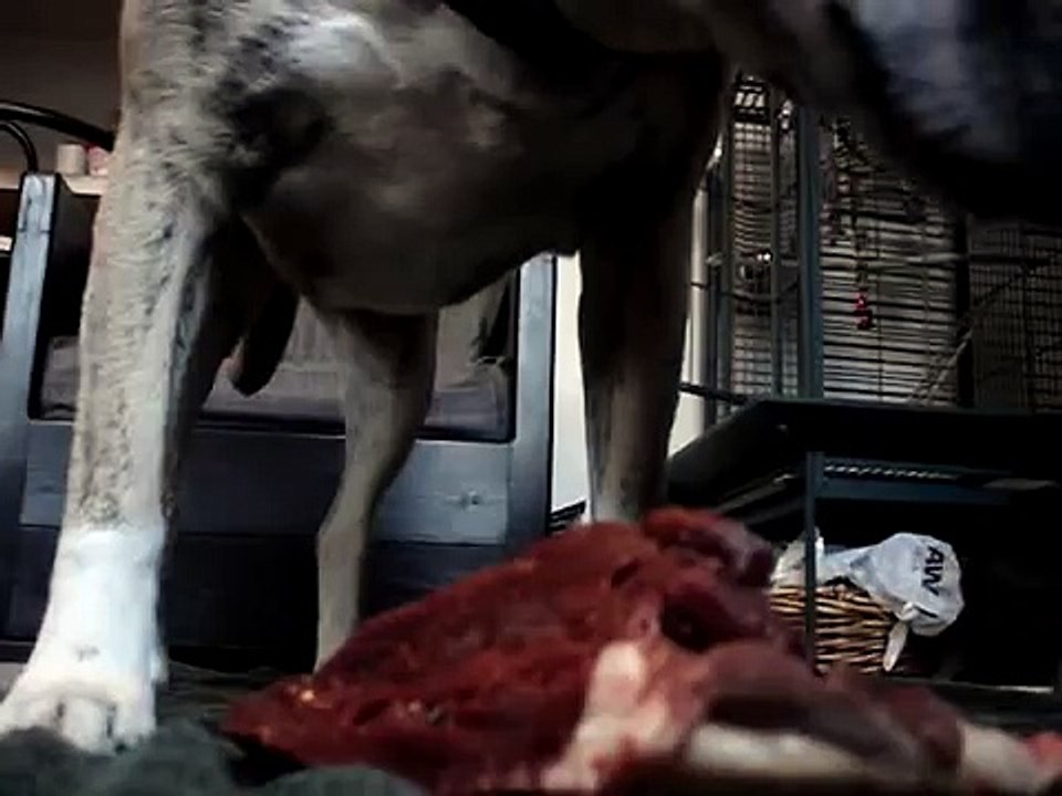 Marley pitbull/lab mix eating beefheart