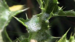 Schaumzikadenlarve (spittlebug larva) produziert Nest