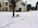 Shih Tzu Snow Dog - The Shih Tzu Strikes Back!