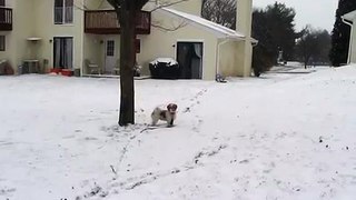 Shih Tzu Snow Dog - The Shih Tzu Strikes Back!