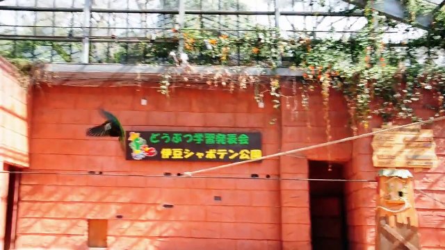 Birds & Animals / バード＆アニマルショー 伊豆シャボテン公園 20110306