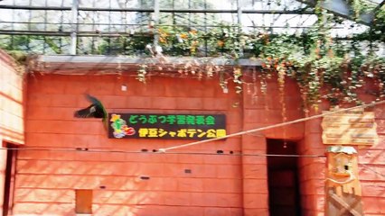 Birds & Animals / バード＆アニマルショー 伊豆シャボテン公園 20110306