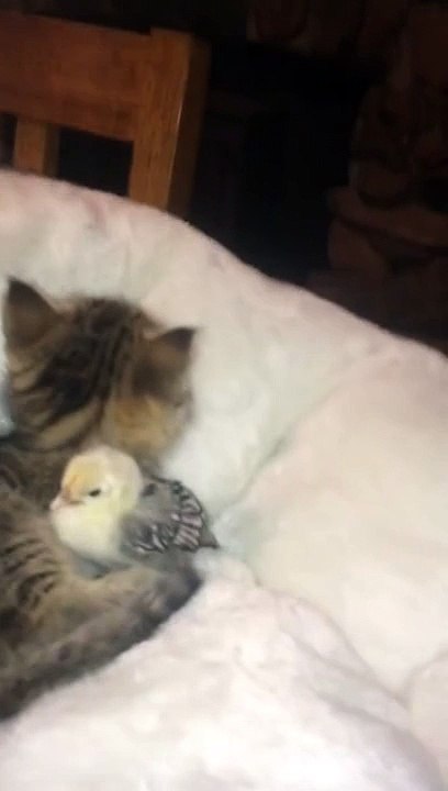 Ce chaton gâte de façon excessive ce poussin avec de doux câlins