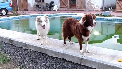 Mafalda's Border Collie - Diversion en el jardin 11-09-15