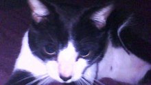 História de uma gata