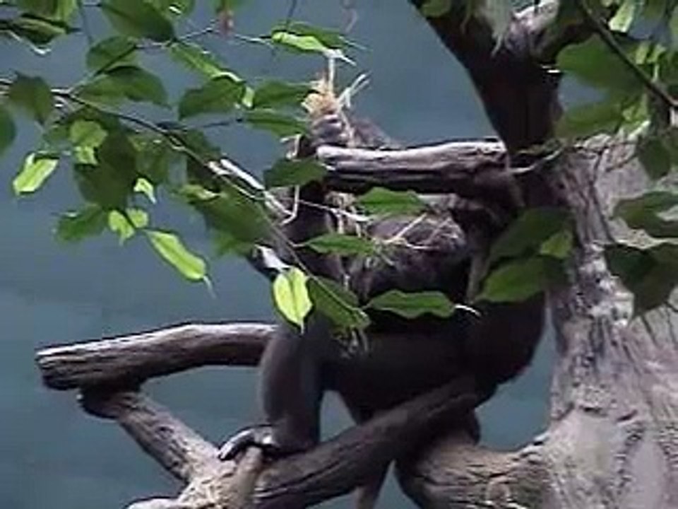 Monkey eats poop