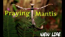 Squirrel eats a Praying Mantis