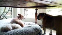 Bulldog throws temper tantrum for his stolen bed