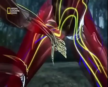 Silat Fight Masters (National Geographic Channel) / Silat Seni Gayong