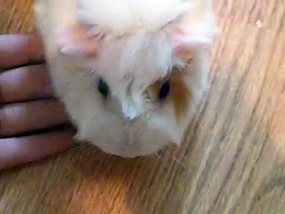PLEASE HELP!!! Is my guinea pig pregnant?!?