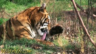 Wild Cats in Captivity, the Tiger(www.wildafri.com)