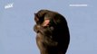 Animal Planet *Cortinilla* (Chimpancé)