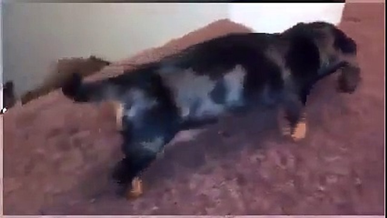 ダックスフンドが猫をいじめる映像「閲覧注意」 [Full Episode]