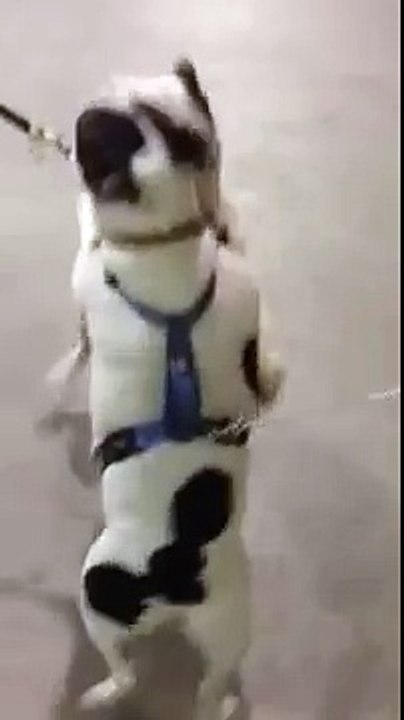 French bulldog and bull terrier hug it out
