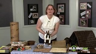 Rabbit Care - Social Needs for your Rabbit