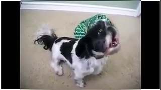 Eey Animal ugu funny videos adduunka [Full Episode]