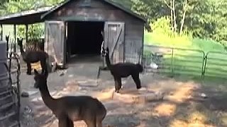 Gloria's Alpaca Farm