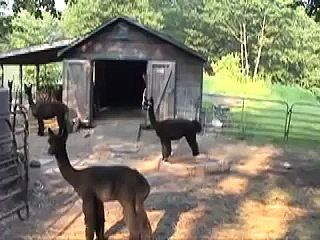 Gloria's Alpaca Farm