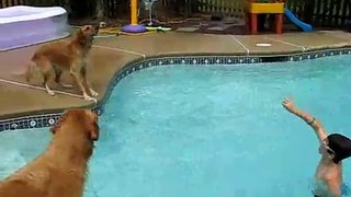 Golden Retrievers play pool volleyball