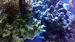 Reef Tank Live Rock Cleaning Without Removal