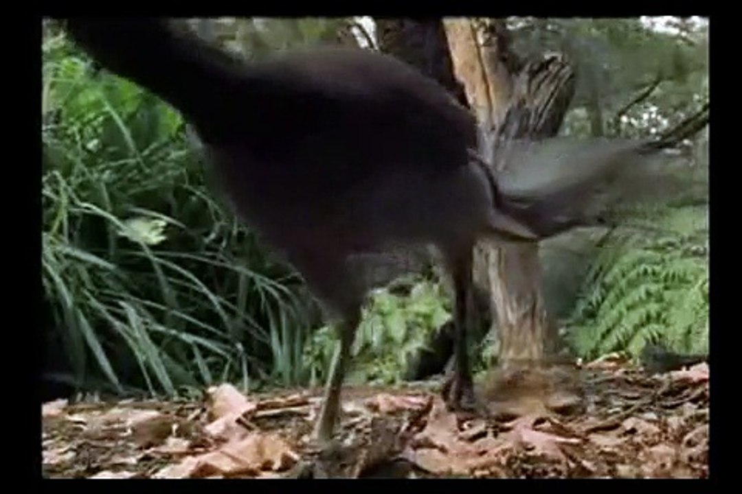 Amazing! Bird sounds from the liar bird - David Sproutenborough - SBS wildlife