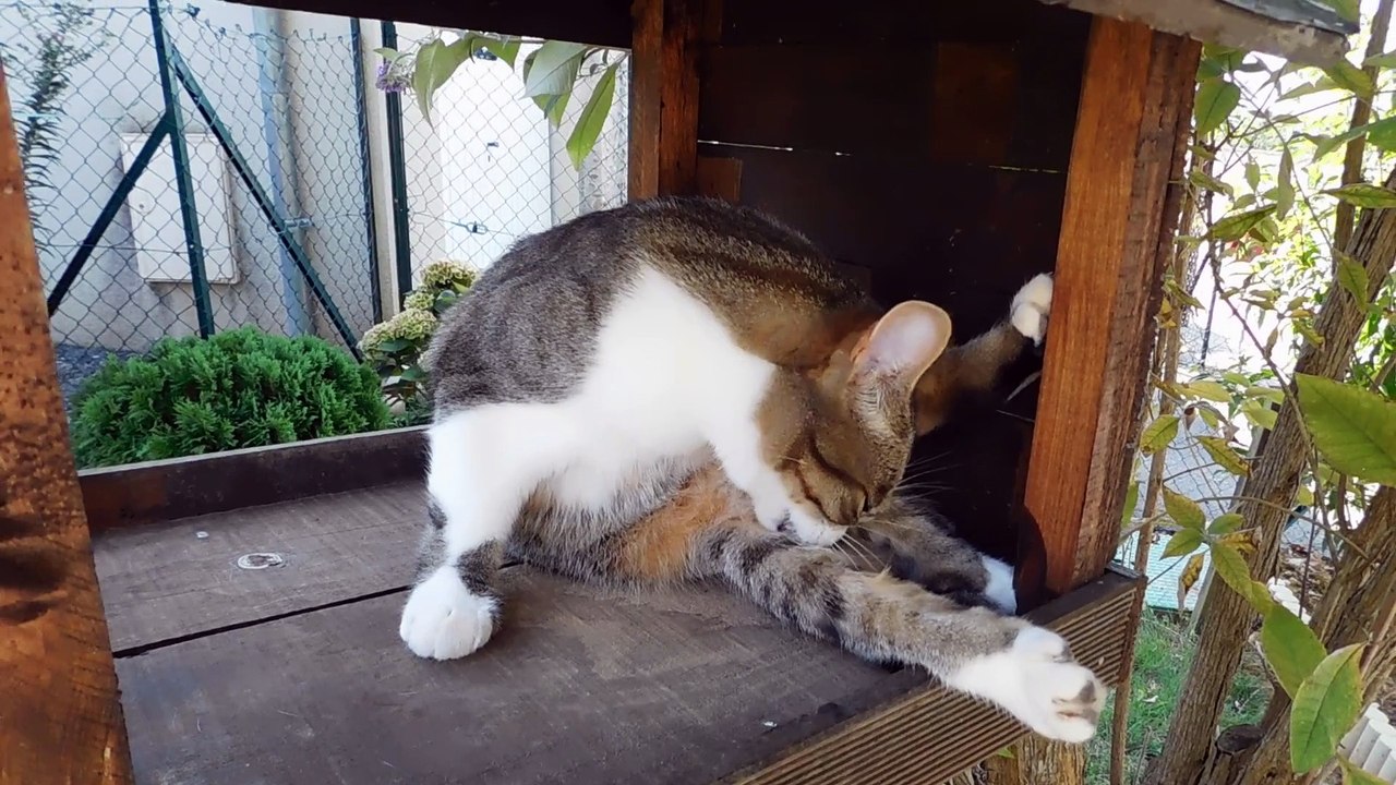 Grande toilette pour Ioka