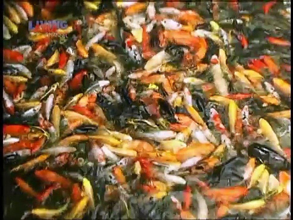 LIVING ASIA CHANNEL - AVP