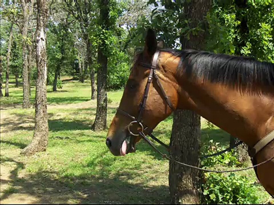 The Challenge! to edit horse jumping/dressage to this song!!