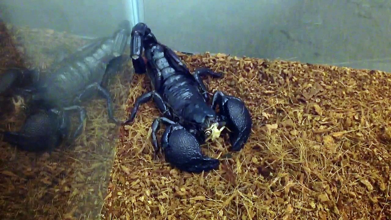 my pet scorpion eating a cricket