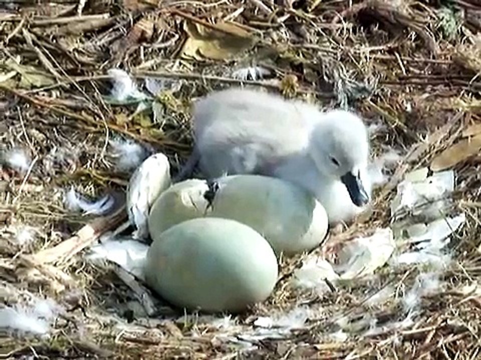 Swan Egg Hatching May 2012.MOV