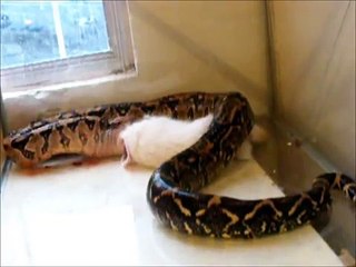 Boa comiendo conejo (camara rapida)