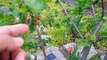 Gooseberries Organic Front Yard Garden - Updates Progress Harvest 2015