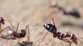Cataglyphis bombycina (saharan silver ant)