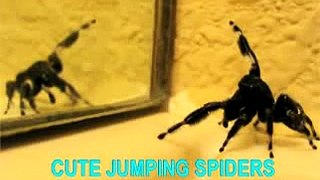 Cute jumping spiders