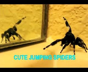 Cute jumping spiders