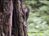 TRÄDKRYPARE Eurasian Treecreeper (Certhia familiaris)  Klipp - 94