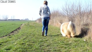 Szabadban ~ Outdoors (Pascal, rough collie tricks)