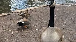 Canada goose on the dabbling duck pond at Tracy Aviary