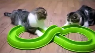ULTIMATE Funny Cats Fail Compilation 30 minutes (2014)