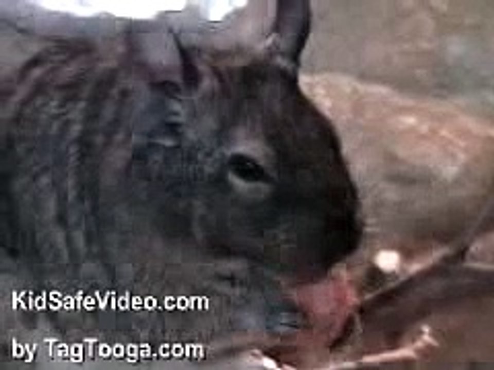 Small Furry Creature Nibbling