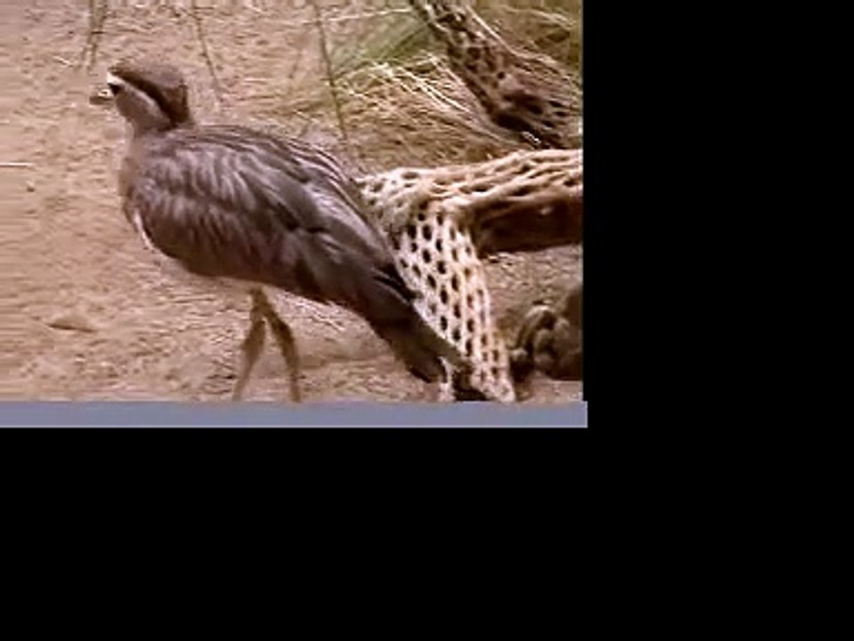 Cute Desert-Dwelling Bird by TagTooga.com