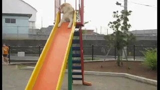 〈Akita Inu playing on a slide〉秋田犬、すべる