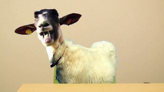 Goat Interview