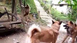 Monkey fighting with dog and funny too