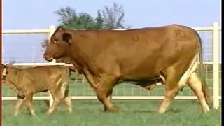 Beefmaster 7 MilkProduction