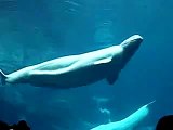 Beluga Whales at Georgia Aquarium