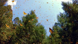 Flight of the Butterflies - 